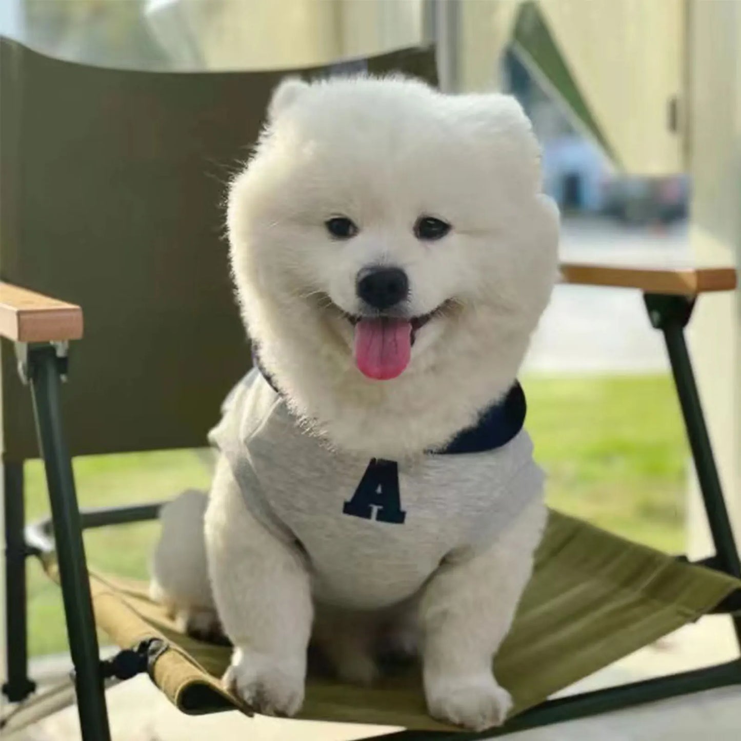 Fashion Dog Hoodie Winter Warm Cat Dog Clothes Soft Sweatshirt Small Medium Dogs Coat Cold Weather Pet Clothing Chihuahua Pug