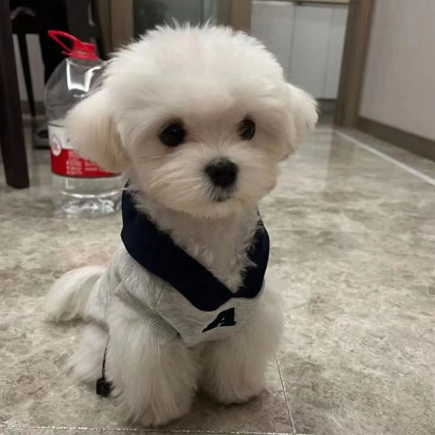 Fashion Dog Hoodie Winter Warm Cat Dog Clothes Soft Sweatshirt Small Medium Dogs Coat Cold Weather Pet Clothing Chihuahua Pug