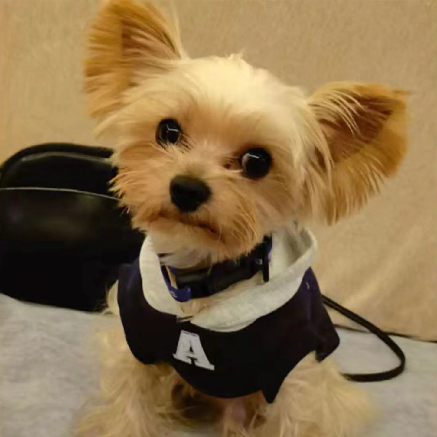 Fashion Dog Hoodie Winter Warm Cat Dog Clothes Soft Sweatshirt Small Medium Dogs Coat Cold Weather Pet Clothing Chihuahua Pug